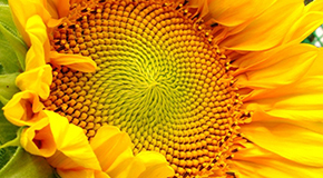 Sunflower_oil